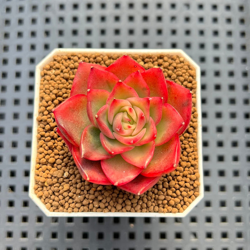Echeveria 'Coral' Variegated 1