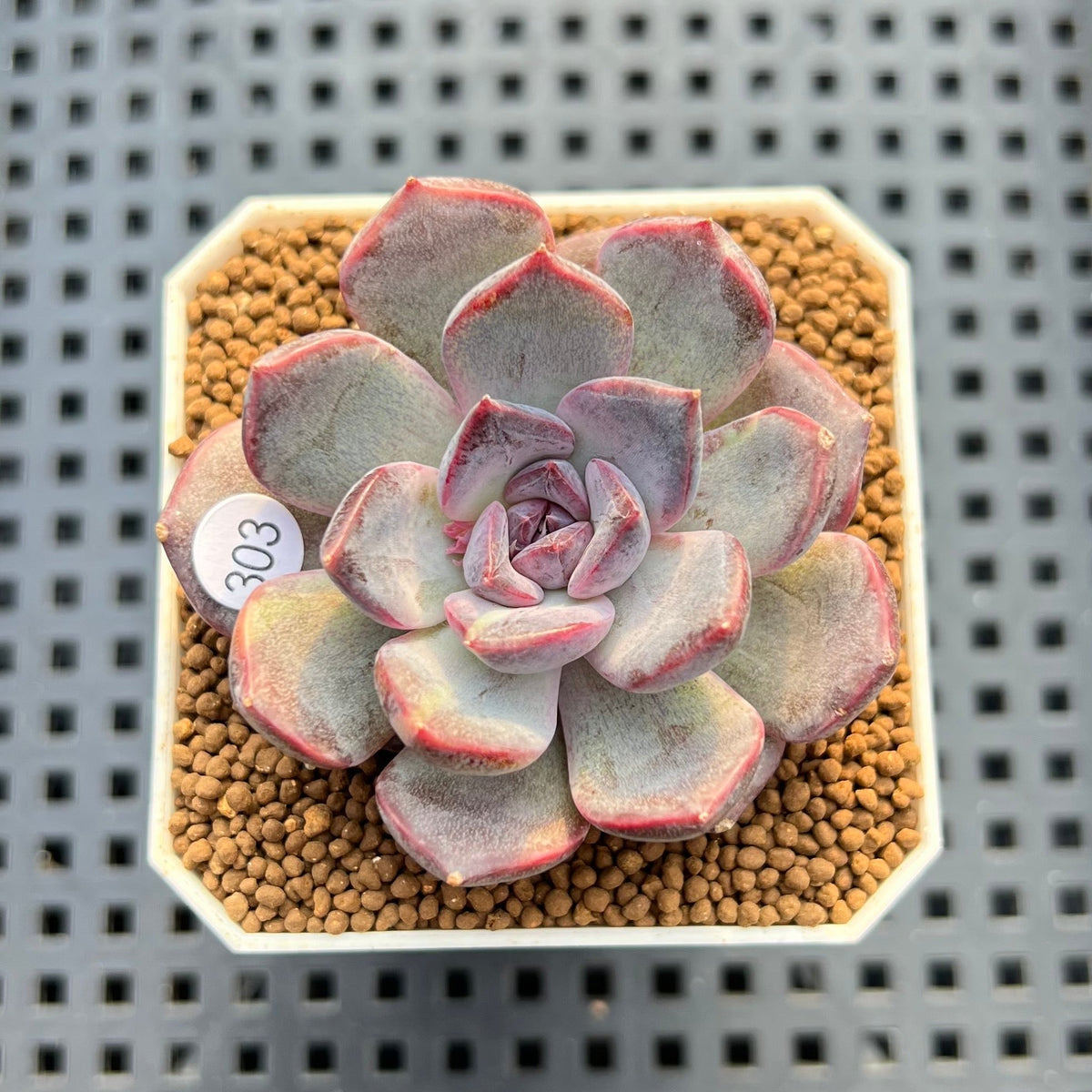 Echeveria 'Black Orchid' 2" New Hybrid Succulent Plant Cutting