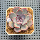 Echeveria 'Black Orchid' 2" New Hybrid Succulent Plant Cutting