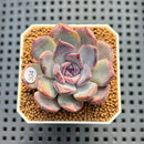 Echeveria 'Black Orchid' 2" New Hybrid Succulent Plant Cutting
