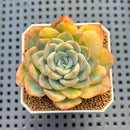 Echeveria 'Water Lily' Variegated 2" Succulent Plant Cutting