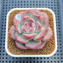 Echeveria 'Juicy' 2" New Hybrid Succulent Plant Cutting