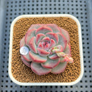Echeveria 'Juicy' 2" New Hybrid Succulent Plant Cutting