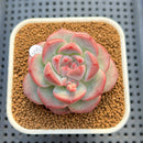 Echeveria 'Juicy' 2" New Hybrid Succulent Plant Cutting