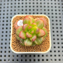 Sedum Lucidum 'Obesum' Variegated 1" Succulent Plant Cutting
