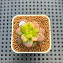Sedum Lucidum 'Obesum' Variegated 1" Succulent Plant Cutting