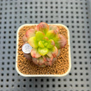 Sedum Lucidum 'Obesum' Variegated 1" Succulent Plant Cutting