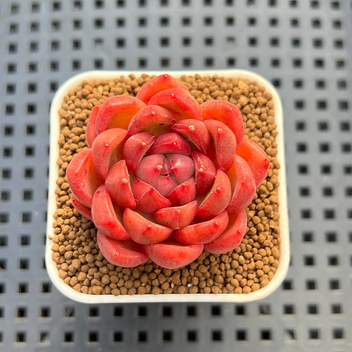 Echeveria 'Red Fresh' 1" Succulent Plant Cutting
