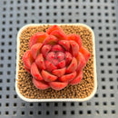 Echeveria 'Red Fresh' 1" Succulent Plant Cutting
