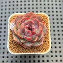 Echeveria 'Raspberry' 1" Succulent Plant Cutting