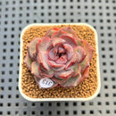 Echeveria 'Raspberry' 1" Succulent Plant Cutting