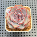 Echeveria 'Blueberry' 2" New Hybrid Succulent Plant Cutting
