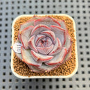 Echeveria 'Blueberry' 2" New Hybrid Succulent Plant Cutting
