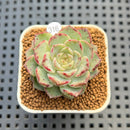 Echeveria 'Max Purple' 2" Succulent Plant Cutting