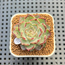 Echeveria 'Max Purple' 2" Succulent Plant Cutting