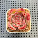 Echeveria 'Ratam' 2" Succulent Plant Cutting
