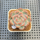 Echeveria 'Red Belly' 2" New Hybrid Succulent Plant Cutting
