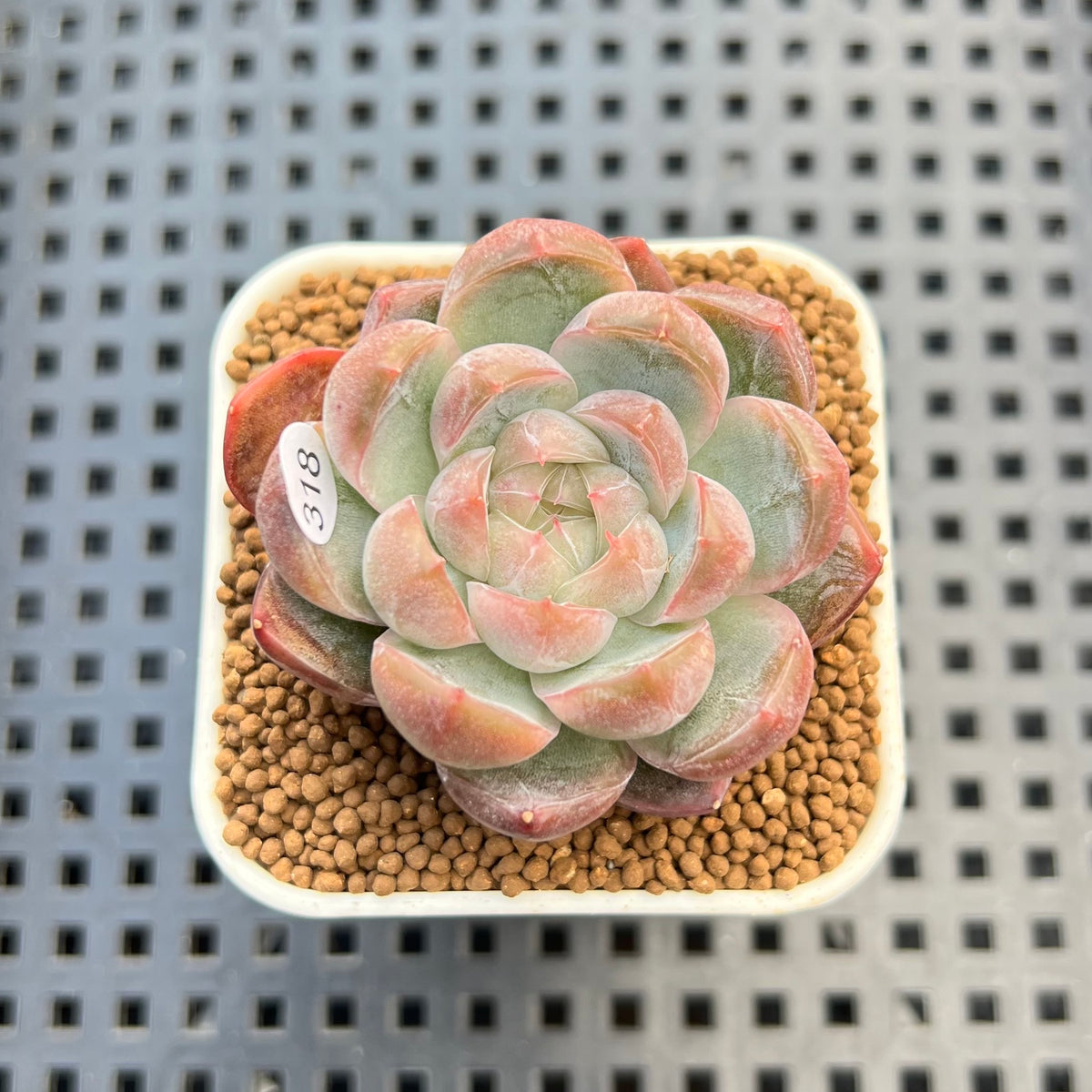 Echeveria 'Red Belly' 2" New Hybrid Succulent Plant Cutting