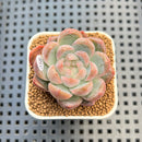 Echeveria 'Red Belly' 2" New Hybrid Succulent Plant Cutting