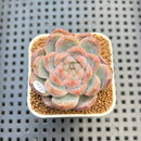Echeveria 'Red Belly' 2" New Hybrid Succulent Plant Cutting