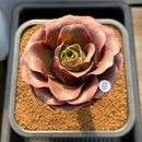 Aeonium 'Golden Rose' 3"-4" Succulent Plant