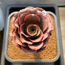 Aeonium 'Golden Rose' 3"-4" Succulent Plant