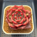Echeveria Agavoides 'Triple Red' 3"-4" Succulent Plant Cutting