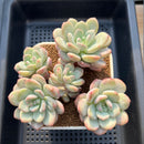 Pachyveria 'Japanese Rusby' 3"-4" Succulent Plant Cutting