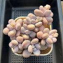 Graptopetalum 'Moonstone' 5" Large Cluster Succulent Plant Cutting