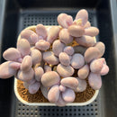Graptopetalum 'Moonstone' 5" Large Cluster Succulent Plant Cutting