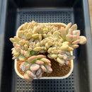 Pachyphytum Glutinicaule Crested 3"-4" Succulent Plant Cutting