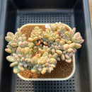 Pachyphytum Glutinicaule Crested 3"-4" Succulent Plant Cutting