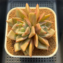 Echeveria 'Mochi' Lightly Variegated 3"-4" Succulent Plant Cutting