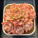 Echeveria 'Ice Diamond' 4"-5" Cluster New Hybrid Succulent Plant Cutting