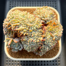 Echeveria 'Orange Monroe' Crested 4" Succulent Plant Cutting