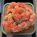 Echeveria sp. Crested 5" Succulent Plant Cutting