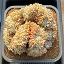 Echeveria 'Orange Monroe' Crested 5" Succulent Plant Cutting