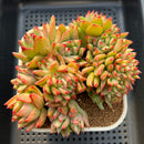 Echeveria Agavoides 'Maria' Variegated Crested 5" Succulent Plant Cutting