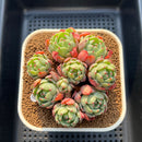 Echeveria 'Nanahukumini' 3"-4" Cluster Succulent Plant Cutting