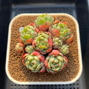 Echeveria 'Nanahukumini' 3"-4" Cluster Succulent Plant Cutting