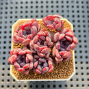 Echeveria 'Chocolate Bon Bon' 2" New Hybrid Succulent Plant Cutting
