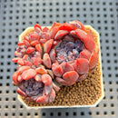 Echeveria 'Chocolate Bon Bon' 2" New Hybrid Succulent Plant Cutting