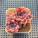Echeveria 'Chocolate Bon Bon' 2" New Hybrid Succulent Plant Cutting
