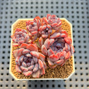 Echeveria 'Chocolate Bon Bon' 2" New Hybrid Succulent Plant Cutting