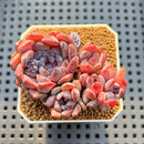 Echeveria 'Chocolate Bon Bon' 2" New Hybrid Succulent Plant Cutting