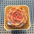 Echeveria sp. 2" Succulent Plant Cutting