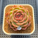 Echeveria sp. 2" Succulent Plant Cutting