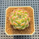 Echeveria 'Snowflake' 2" Succulent Plant Cutting
