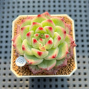 Echeveria 'Blooming' 2" New Hybrid Succulent Plant Cutting