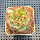 Echeveria 'Blooming' 2" New Hybrid Succulent Plant Cutting